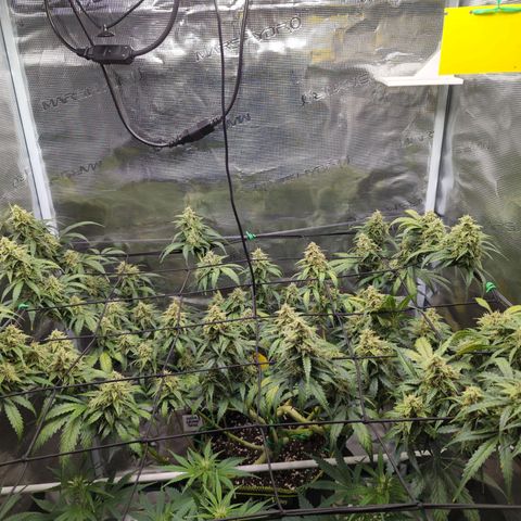HazeL growlog timeline photo