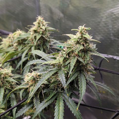 HazeL growlog timeline photo
