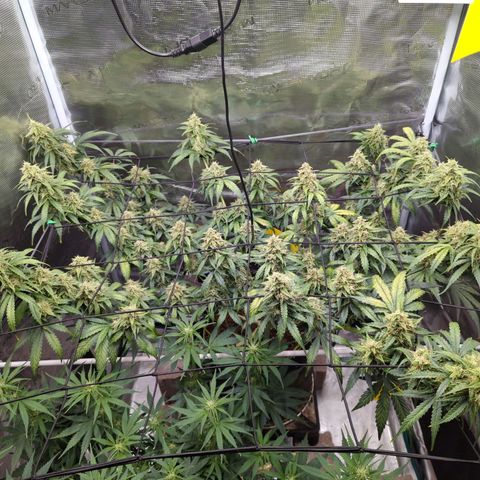 HazeL growlog timeline photo