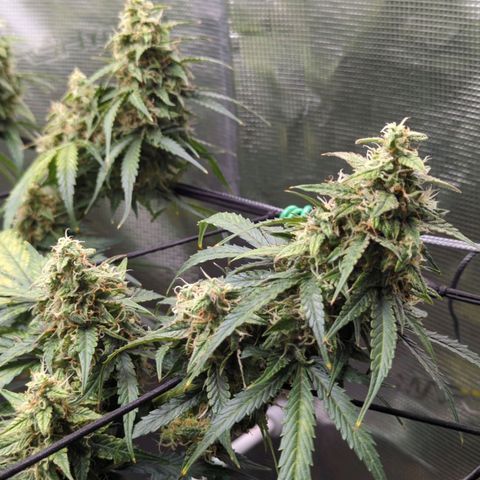 HazeL growlog timeline photo