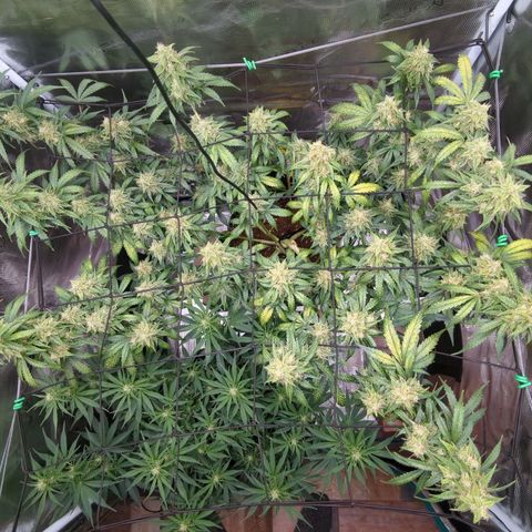 HazeL growlog timeline photo
