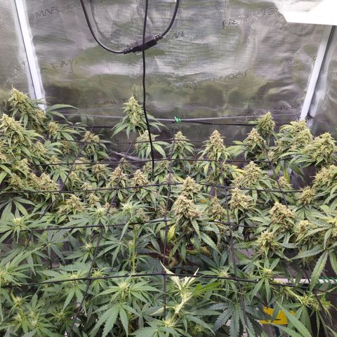 HazeL growlog timeline photo