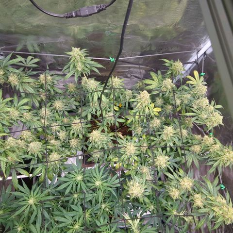 HazeL growlog timeline photo