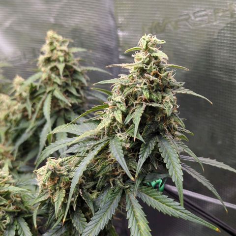 HazeL growlog timeline photo