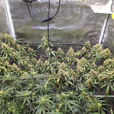 HazeL growlog timeline photo