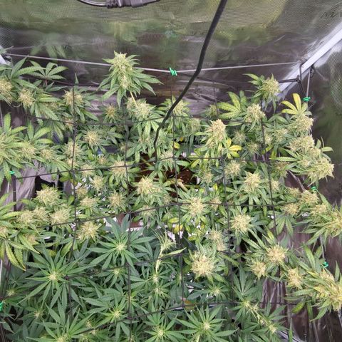 HazeL growlog timeline photo