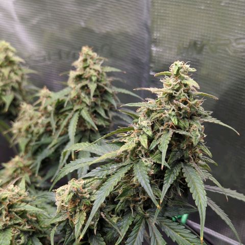 HazeL growlog timeline photo