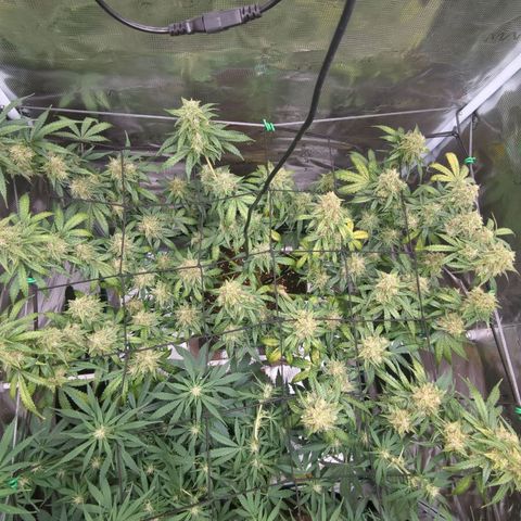 HazeL growlog timeline photo
