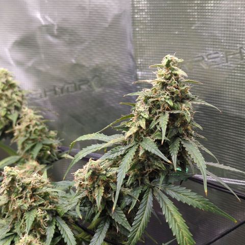HazeL growlog timeline photo
