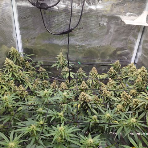 HazeL growlog timeline photo