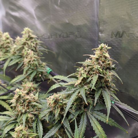 HazeL growlog timeline photo