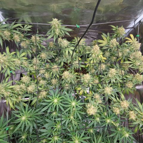 HazeL growlog timeline photo