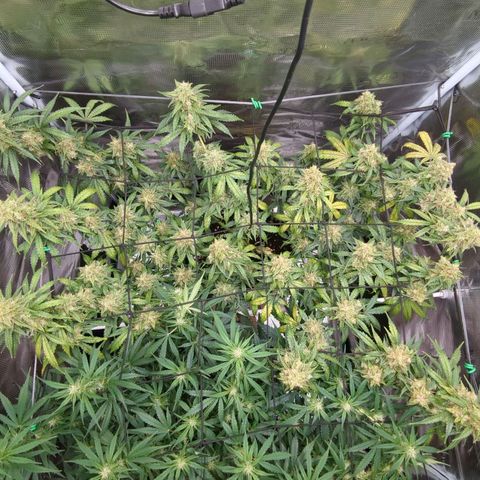 HazeL growlog timeline photo