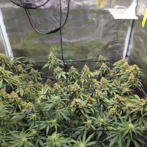 HazeL growlog timeline photo