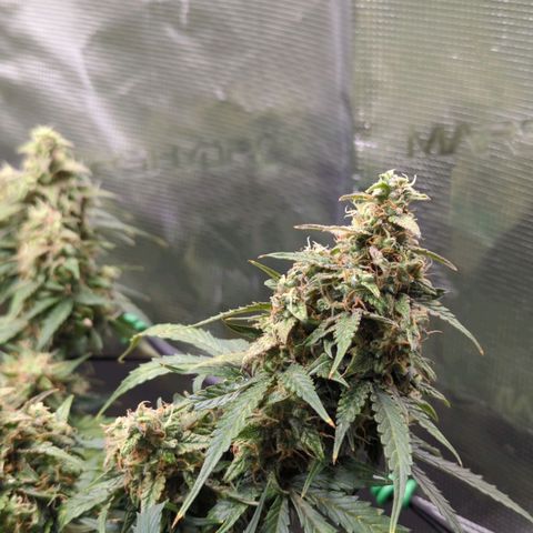 HazeL growlog timeline photo