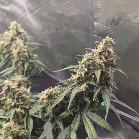 HazeL growlog timeline photo