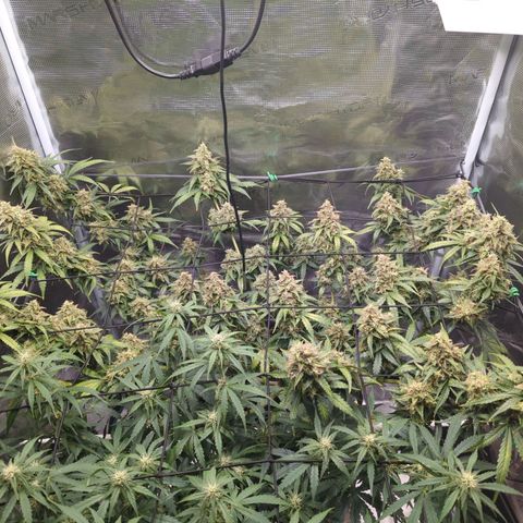 HazeL growlog timeline photo