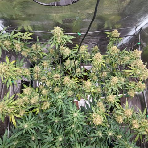 HazeL growlog timeline photo