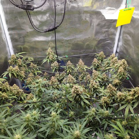 HazeL growlog timeline photo