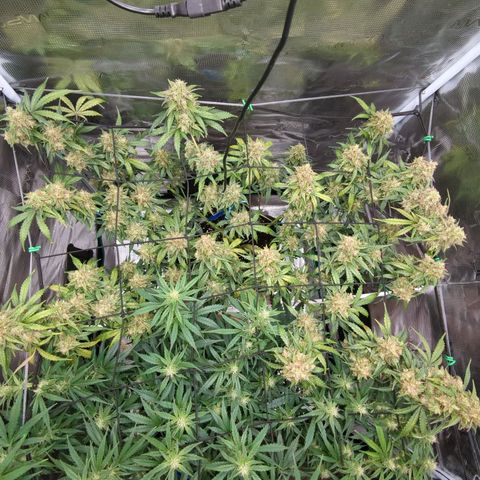 HazeL growlog timeline photo