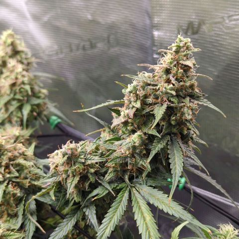 HazeL growlog timeline photo