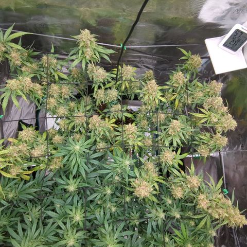 HazeL growlog timeline photo