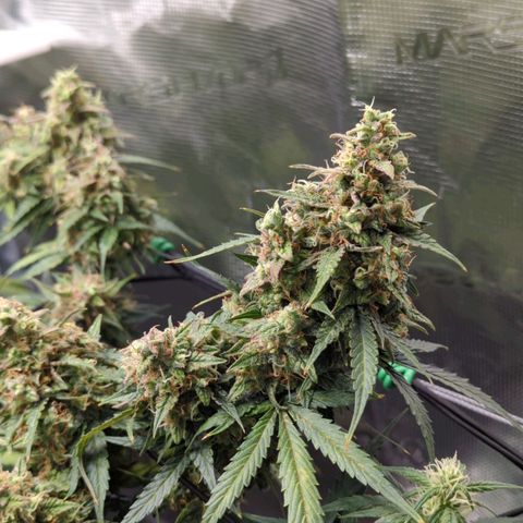 HazeL growlog timeline photo