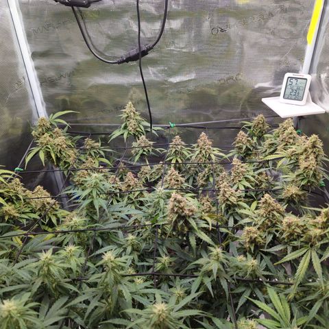 HazeL growlog timeline photo