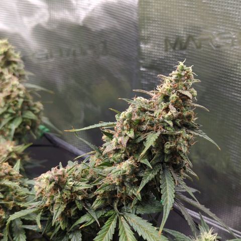 HazeL growlog timeline photo
