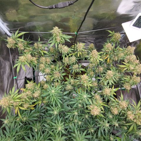 HazeL growlog timeline photo
