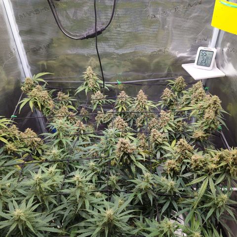 HazeL growlog timeline photo