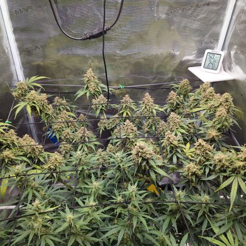 HazeL growlog timeline photo