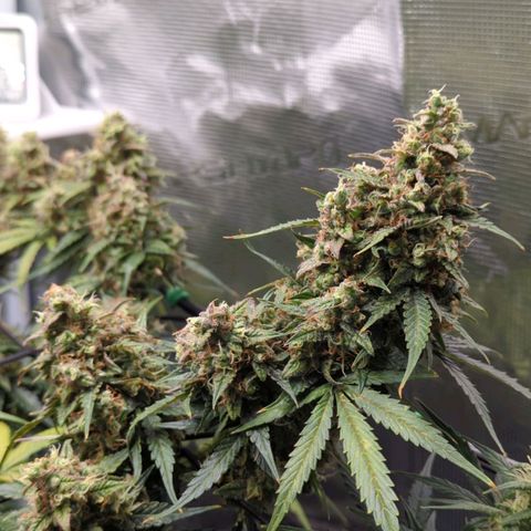 HazeL growlog timeline photo