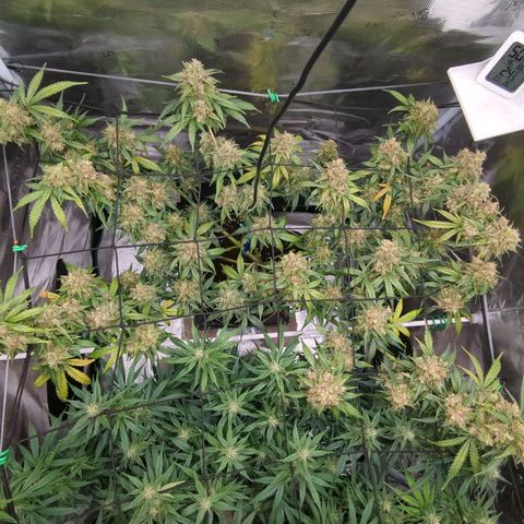 HazeL growlog timeline photo