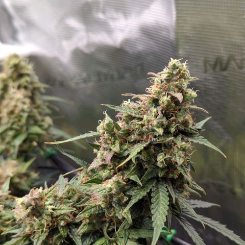 HazeL growlog timeline photo