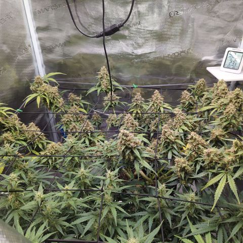 HazeL growlog timeline photo