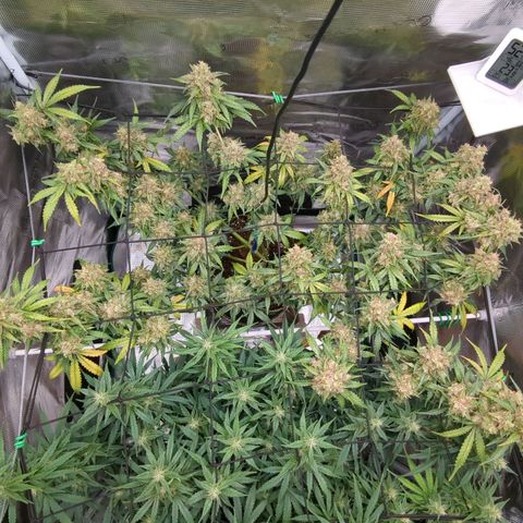 HazeL growlog timeline photo