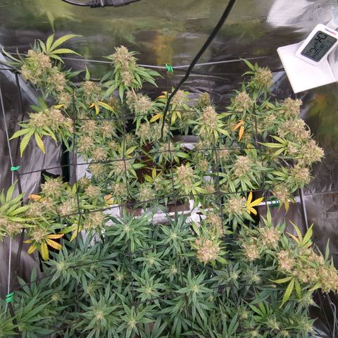 HazeL growlog timeline photo