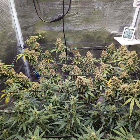 HazeL growlog timeline photo