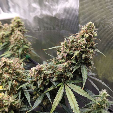 HazeL growlog timeline photo