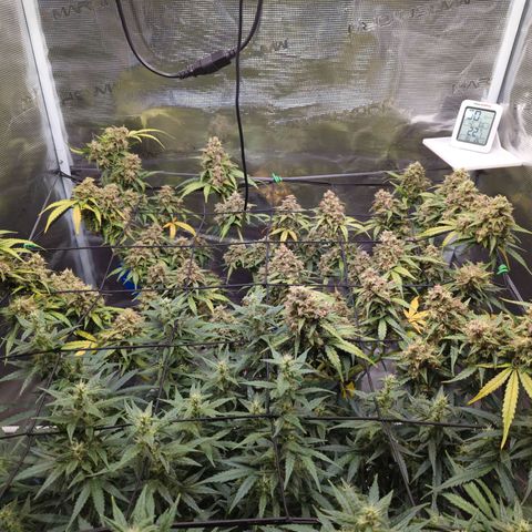 HazeL growlog timeline photo