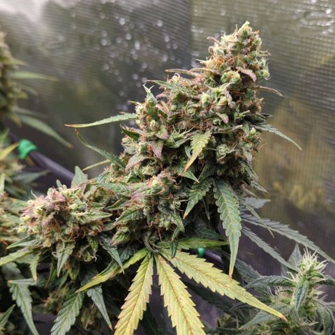 HazeL growlog timeline photo