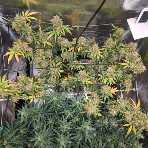 HazeL growlog timeline photo
