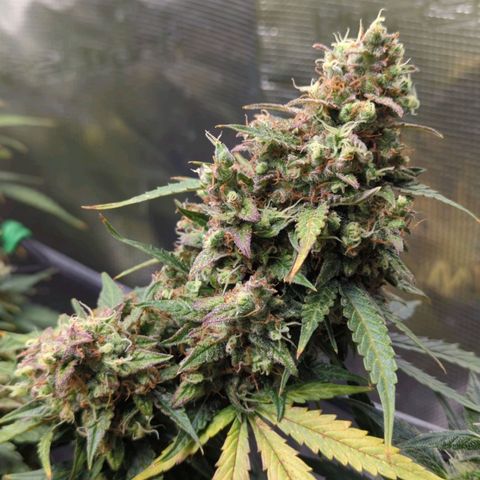 HazeL growlog timeline photo