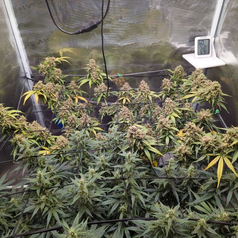 HazeL growlog timeline photo