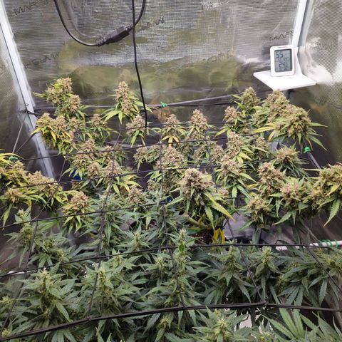 HazeL growlog timeline photo