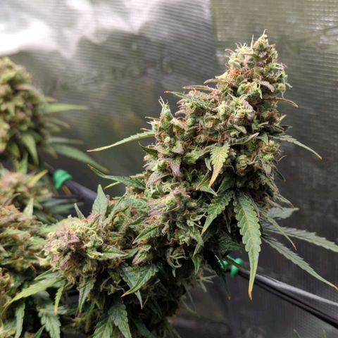 HazeL growlog timeline photo