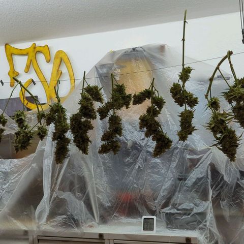 HazeL growlog timeline photo