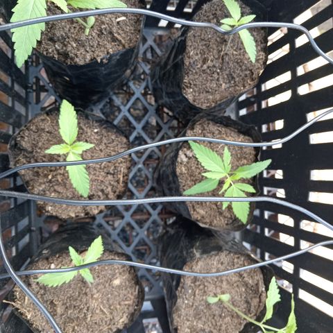 Unknown strain growlog timeline photo