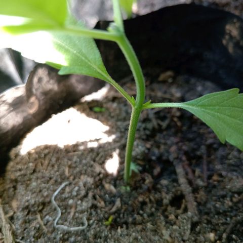 Unknown strain growlog timeline photo